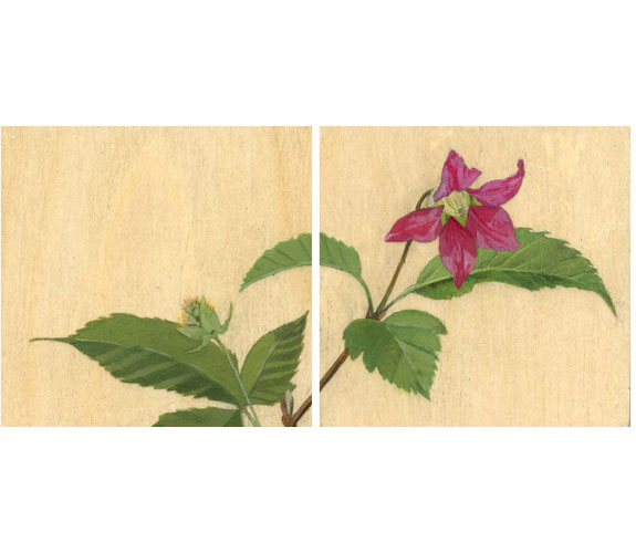 "Salmonberry" Diptych by Kristen Etmund